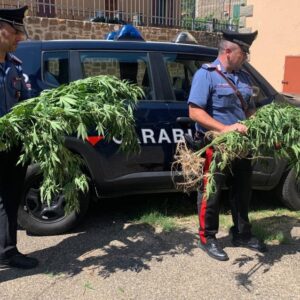 Coltivatore di ‘erba’ a 70 anni, arrestato dai carabinieri