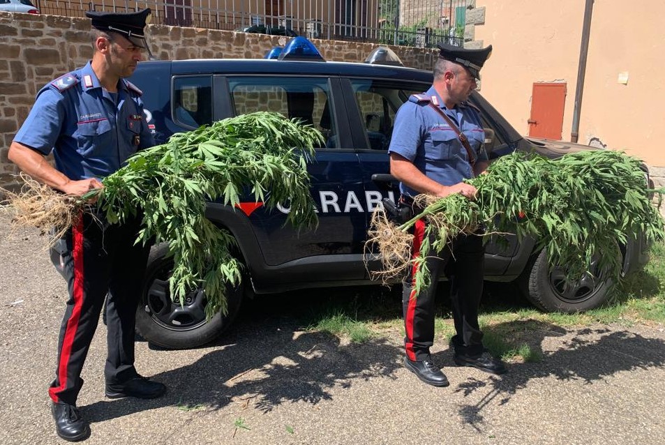 Coltivatore di ‘erba’ a 70 anni, arrestato dai carabinieri