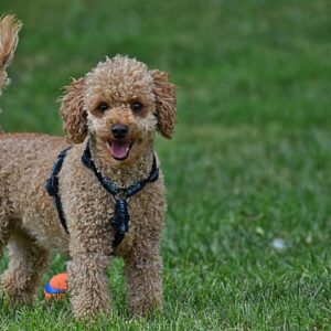 La truffa del barboncino toy