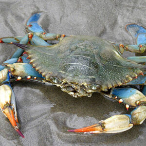 L’Emilia-Romagna vende il granchio blu agli Usa