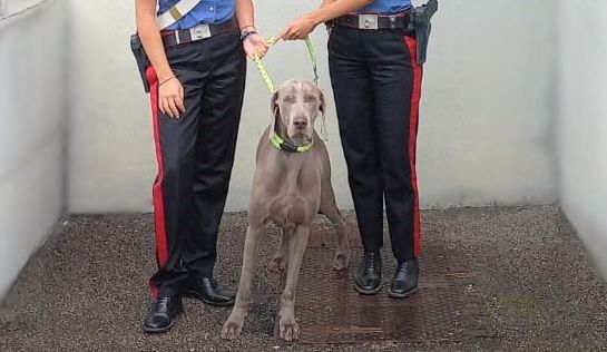 Trova un cane di razza e lo porta ai carabinieri