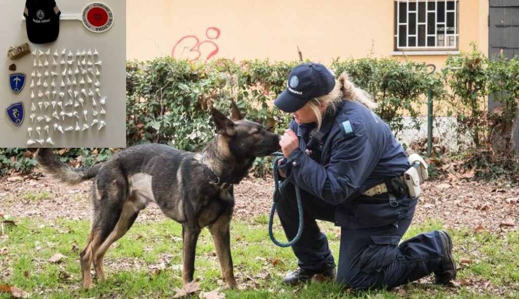 Il cane Grey fiuta un etto e mezzo di droga in un parco