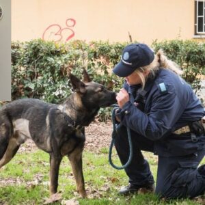 Il cane Grey fiuta un etto e mezzo di droga in un parco