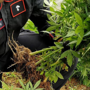 Coltivano cannabis in serre casalinghe, arrestati e scarcerati