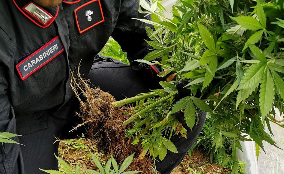 Coltivano cannabis in serre casalinghe, arrestati e scarcerati