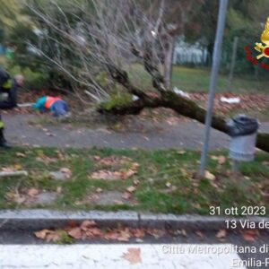 Il vento di Halloween fa cadere un albero a Pianoro: ferite due donne