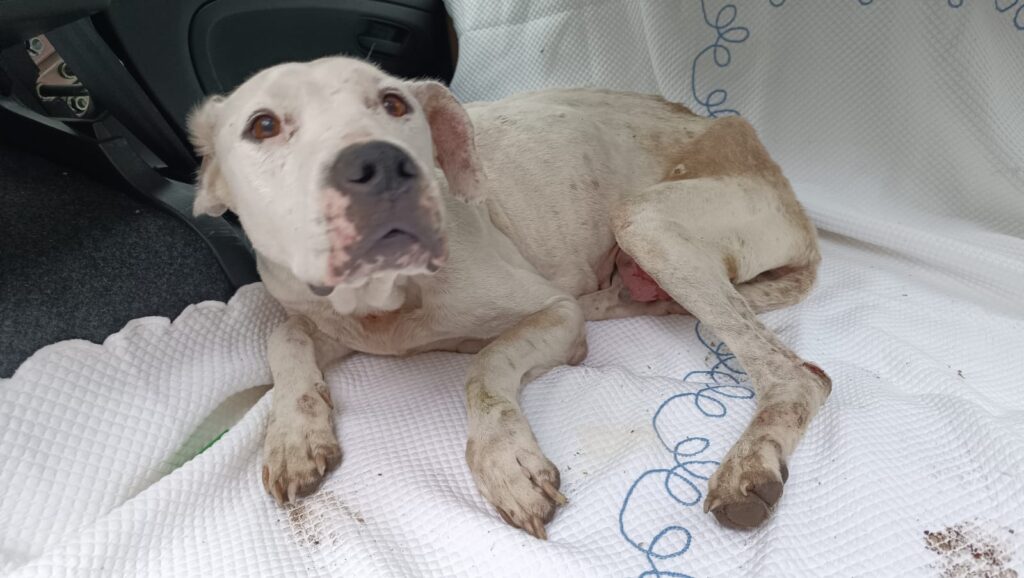 Maltratta i suoi due cani, 50enne denunciato a Medicina