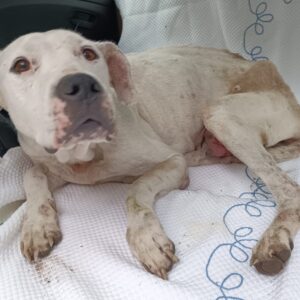 Maltratta i suoi due cani, 50enne denunciato a Medicina