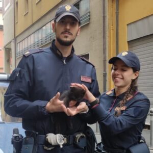 Un gattino si nasconde nel motore di una Volante, salvato dai poliziotti