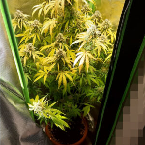 Crevalcore: in bagno una serra di cannabis