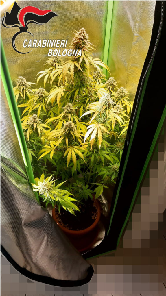 Crevalcore: in bagno una serra di cannabis