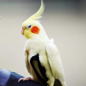 Appello per pappagallo smarrito a Castenaso