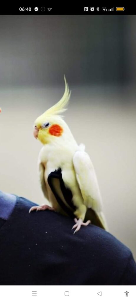 Appello per pappagallo smarrito a Castenaso