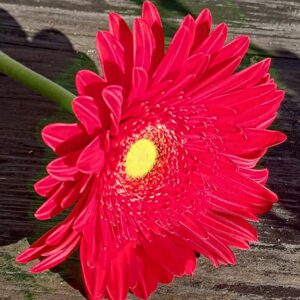 Giornata contro la violenza sulle donne. I fiorai di Ascom regalano gerbere rosse