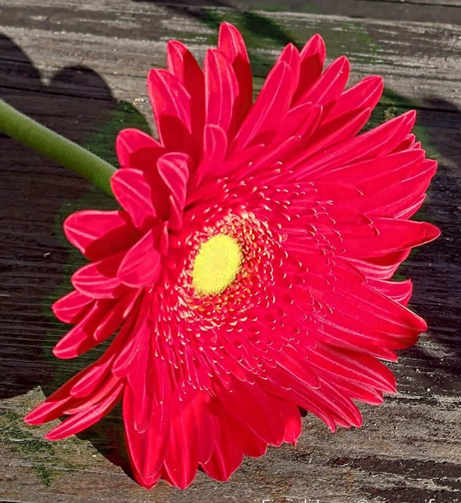 Giornata contro la violenza sulle donne. I fiorai di Ascom regalano gerbere rosse