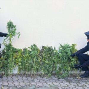 Appennino, in un bosco trovata una piantagione di marijuana