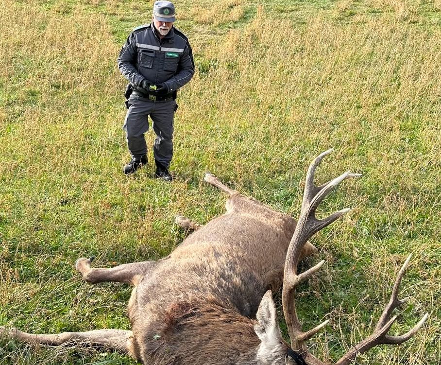 Cervo abbattuto da bracconieri a Monzuno