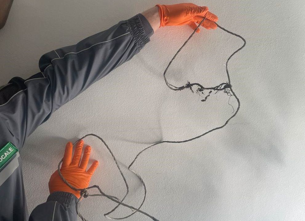 Cinghiale intrappolato con un cappio di acciaio, due bracconieri denunciati