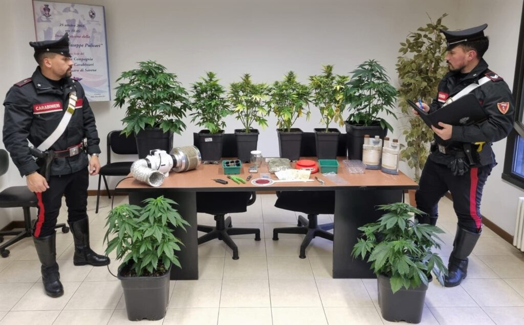 Ha in casa due ‘serre’ di cannabis, arrestato e subito liberato