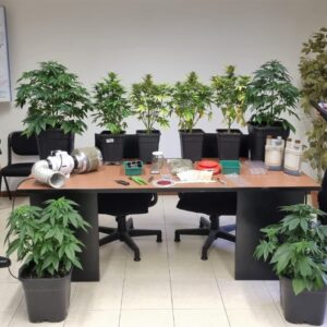 Ha in casa due ‘serre’ di cannabis, arrestato e subito liberato