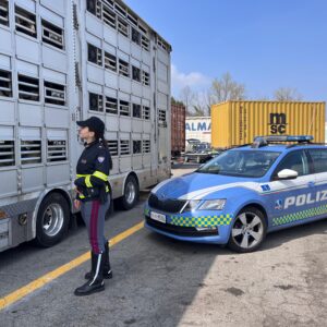 Agnelli trasportati senza acqua, multa da 2.000 euro