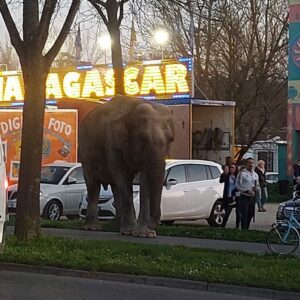 Elefante per strada a Imola, protestano gli animalisti