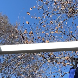 Da venerdì 3 maggio ‘acceso’ l’autovelox in viale Berti Pichat a Bologna