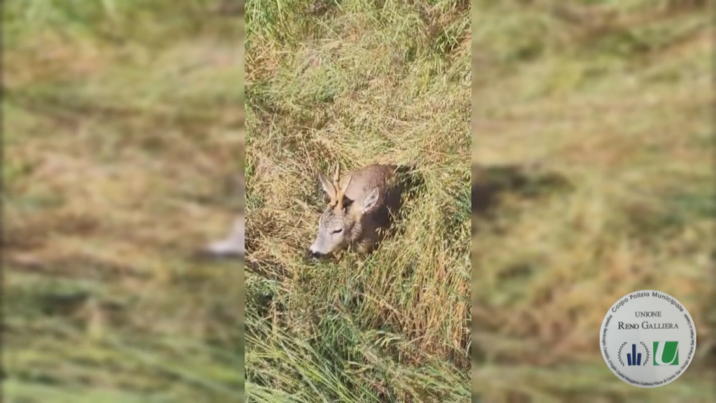 San Giorgio di Piano, capriolo ferito salvato dalla polizia locale