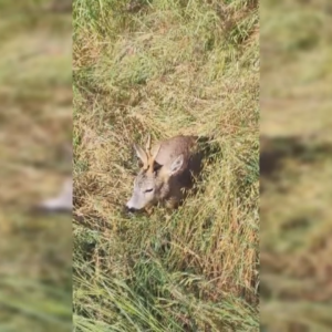 San Giorgio di Piano, capriolo ferito salvato dalla polizia locale