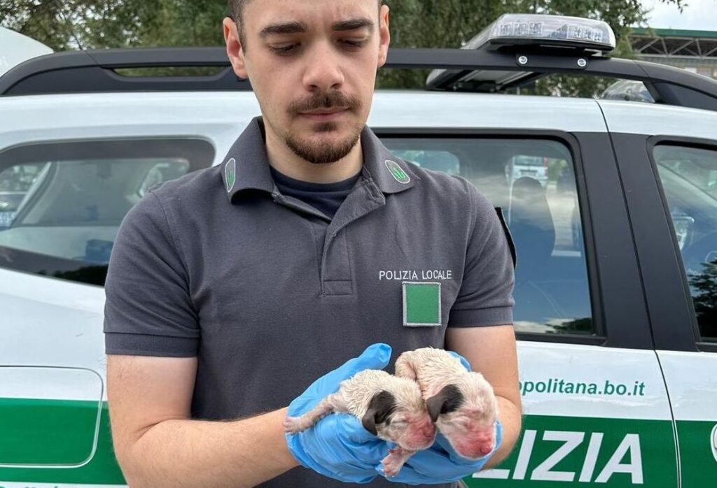 Ozzano dell’Emilia: salvati due cuccioli abbandonati nella campana del vetro
