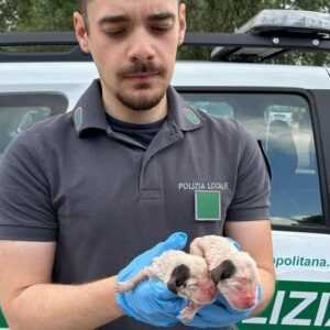 Ozzano dell’Emilia: salvati due cuccioli abbandonati nella campana del vetro