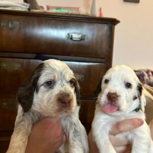 Mirtilla e Apollo, i cuccioli buttati nella campana di vetro, sono pronti ad essere adottati