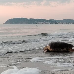 Tornano libere Nina e Mortadella, le tartarughe marine