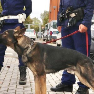 Il cane Ares fiuta 43 grammi di ‘erba’: automobilista nei guai