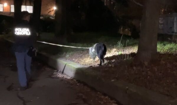 Il cane poliziotto trova la cocaina nascosta in tubo di scappamento, spacciatore arrestato