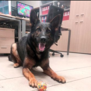 Ares, il cane della Polizia Locale scopre 650 gr di droga