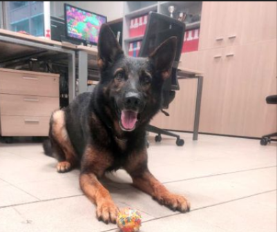 Ares, il cane della Polizia Locale scopre 650 gr di droga