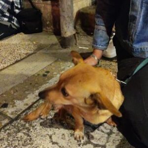 Maltratta due cani, fermato e denunciato dalla Polizia Locale