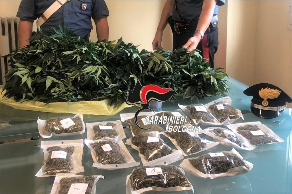In casa 12 piante di cannabis, 32enne denunciato a Imola