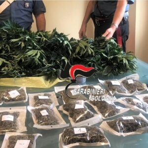 In casa 12 piante di cannabis, 32enne denunciato a Imola