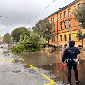 Maltempo: albero caduto in via Don Minzoni a Bologna