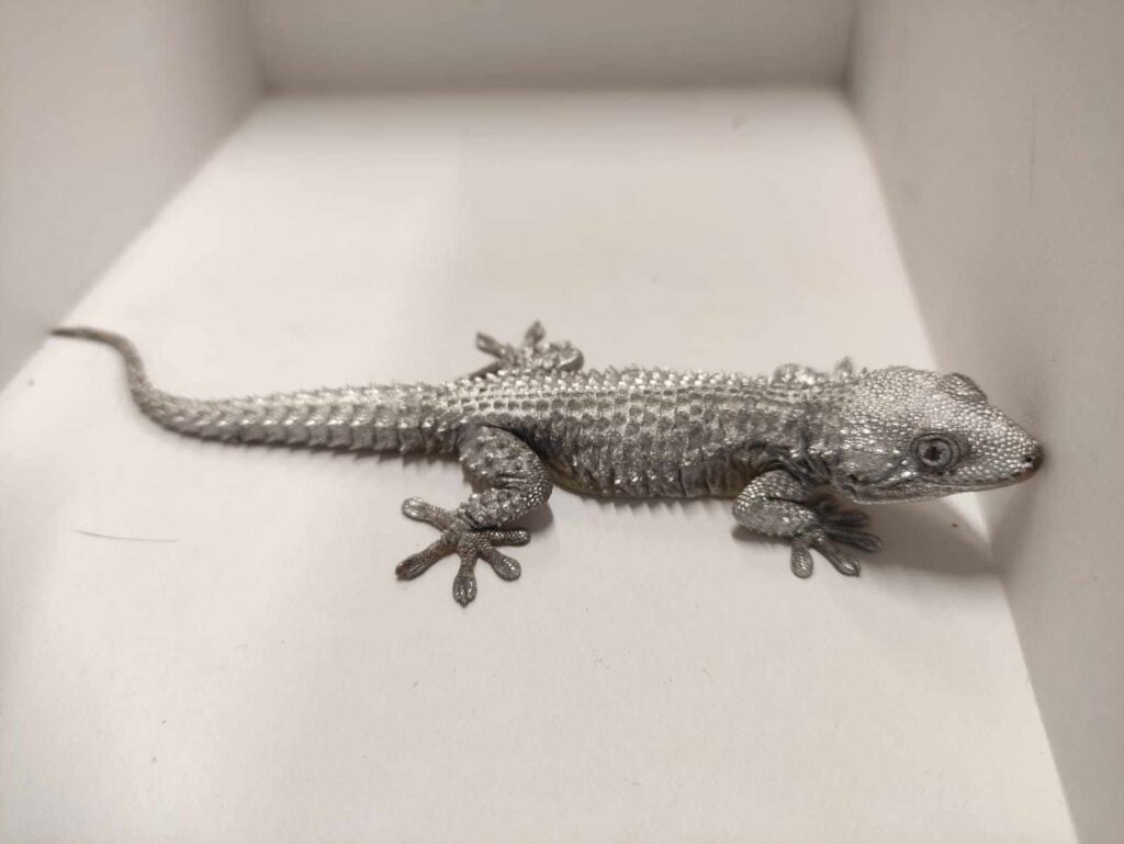 Salvato dai volontari della Lipu un geco colorato con vernice argentata