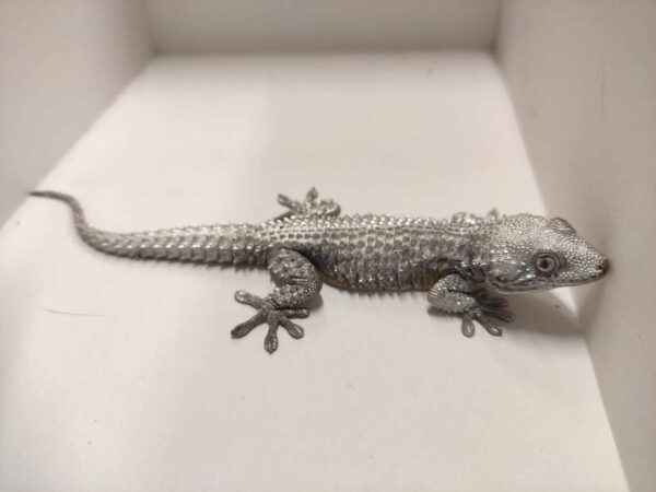 Salvato dai volontari della Lipu un geco colorato con vernice argentata