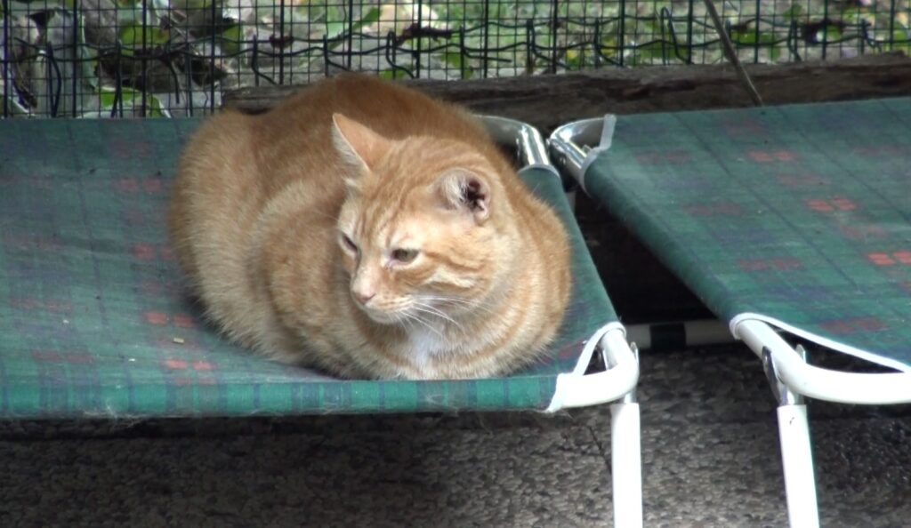 Morto un gatto che ha contratto l’influenza aviaria in Valsamoggia