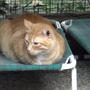 Morto un gatto che ha contratto l’influenza aviaria in Valsamoggia