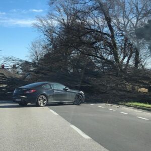 Allerta vento a Bologna: divieto di permanenza nei parchi, voli dirottati