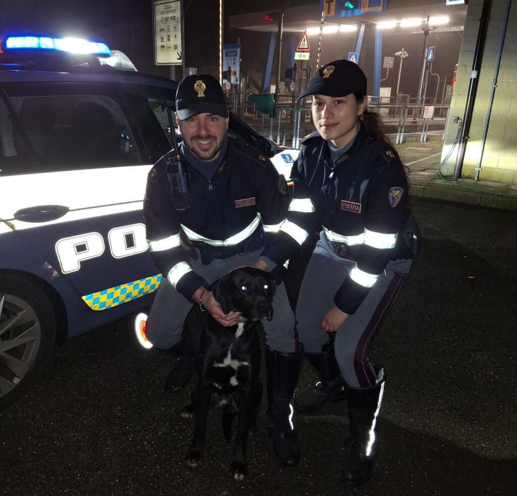 Corre fra le auto lungo l’Autostrada del Sole: cane salvato dalla polizia stradale