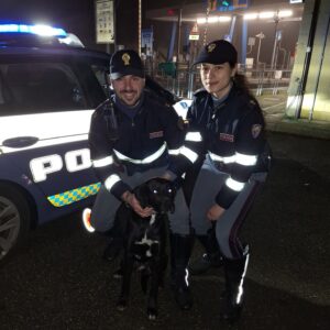 Corre fra le auto lungo l’Autostrada del Sole: cane salvato dalla polizia stradale