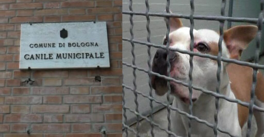 Lascia in eredità 120mila euro al canile di Bologna