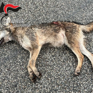 Lupo trovato morto a Rastignano, non è stato bracconaggio